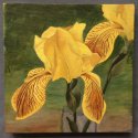 Yellow Iris